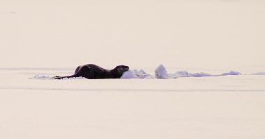 Otter emerges from snow covered ice on Black Lake
