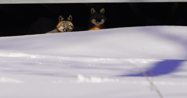 Sometimes the wildlife is watching you