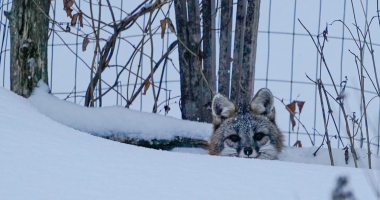 Gray Fox peeks up through the snow 