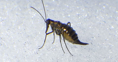 Snow Flea