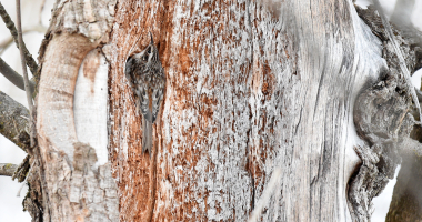 Brown Creeper tucked into the dead part of a tree
