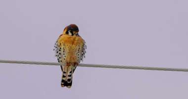 Female American Kestrel 
