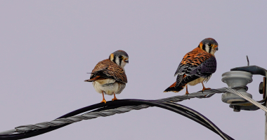American Kestrel Pair 