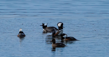 Hooded Merganser Meeting 