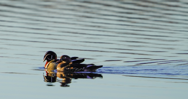 Wood Duck Pair 