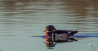 Wood Duck on Black Lake at Sunrise