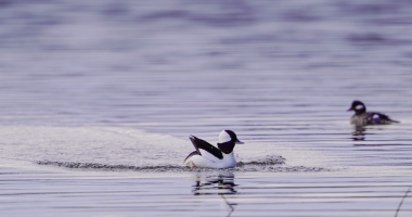 Bufflehead Duck mating ritual 