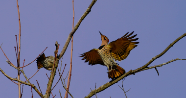 Northern Flickers Mating ritual 