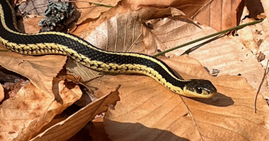garter snake on leaves