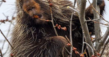 Porcupine by small pond near parking area