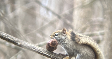 Picture of red squirrel with pinecone in mouth