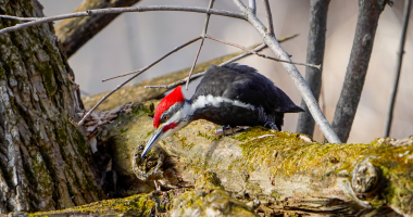 Pileated woodpecker on high alert