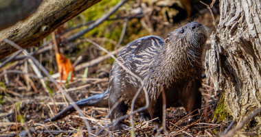 River Otter 