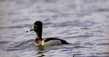 Ring Necked Duck