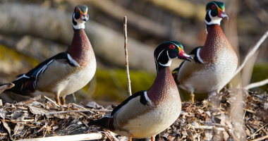 Wood Duck Drakes 