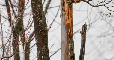 Wood Ducks Open House Sunday - Checking out the real estate