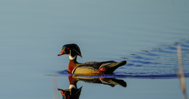 Wood Duck Drake on still water Black Lake
