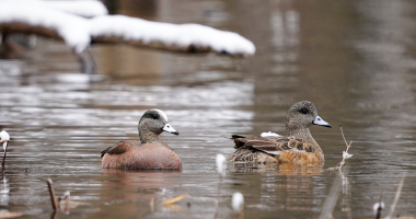 American Wigeon Pair Black Lake