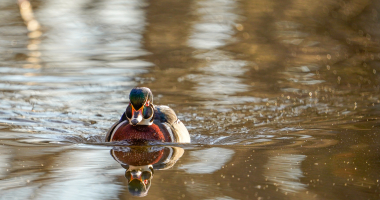Wood Duck Reflection 