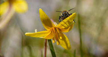 Trout Lily and Carpenter Bee 