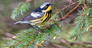 Magnolia Warbler 