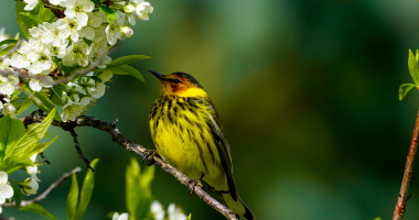 Cape May Warbler in plum tree 