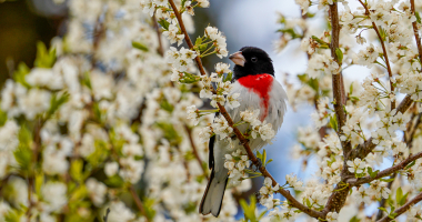 Rose Breasted Grosbeak posing in plum blossoms on Mothers Day 