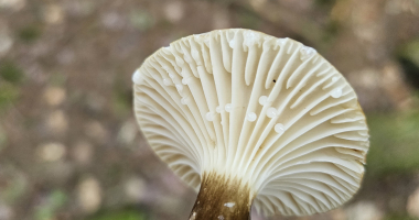 Mushroom 