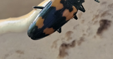 Beetle with orange markings on shelf fungus.