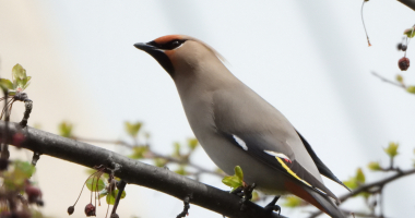 Bohemian Waxwing