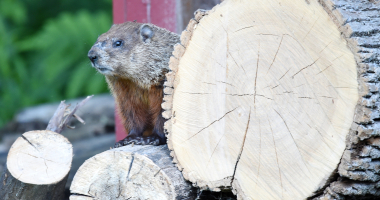 Wood Chuck on logs