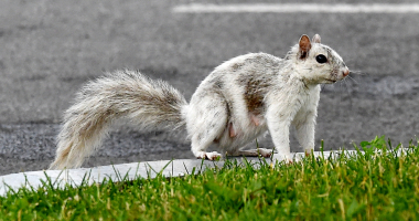 squirrel