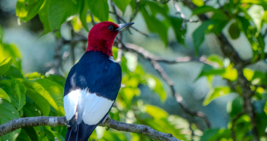 Red Headed Woodpecker in plum tree 