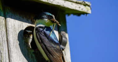 Insects are bird food 