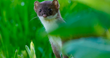 Stoat in the grass 