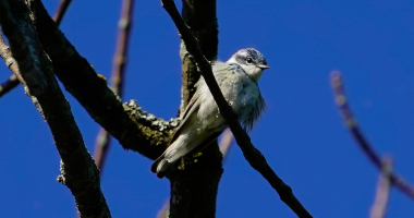 Cerulean Warbler Sighting on Black Lake 