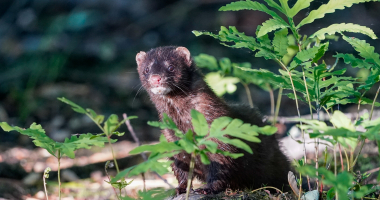 Curious Mink 