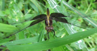 Widow Skimmer Dragonfly