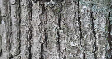 Moth against tree bark
