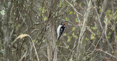 A downy woodpecker perches on the side of a branch.