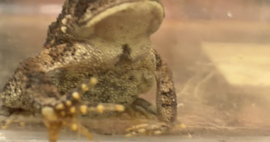 toad