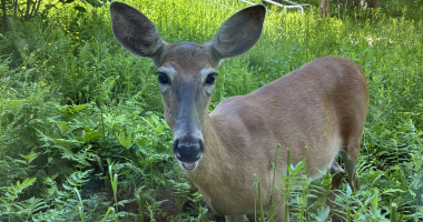 deer