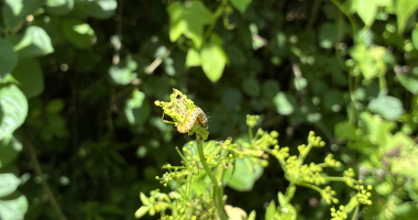 Parsnip Webworm