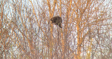 During a bird-watching walk we encountered this porcupine up in a grove of small trees, munching away.