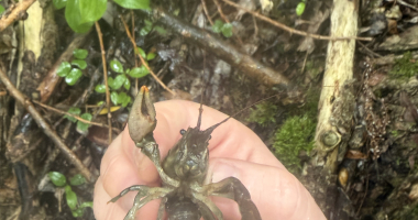 Small Crayfish against Forested Ground