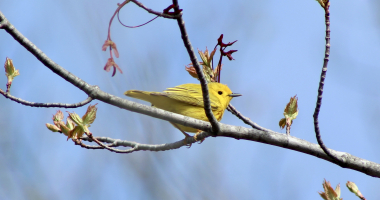 A small yellow bird perches on a stick with blue sky in the background.