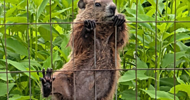 Groundhog climbing a fence