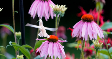 Leucistic ruby throated hummingbird 