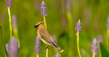 Cedar Waxwing on pickerel weed 