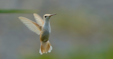 Leucistic Ruby Throated Hummingbird 